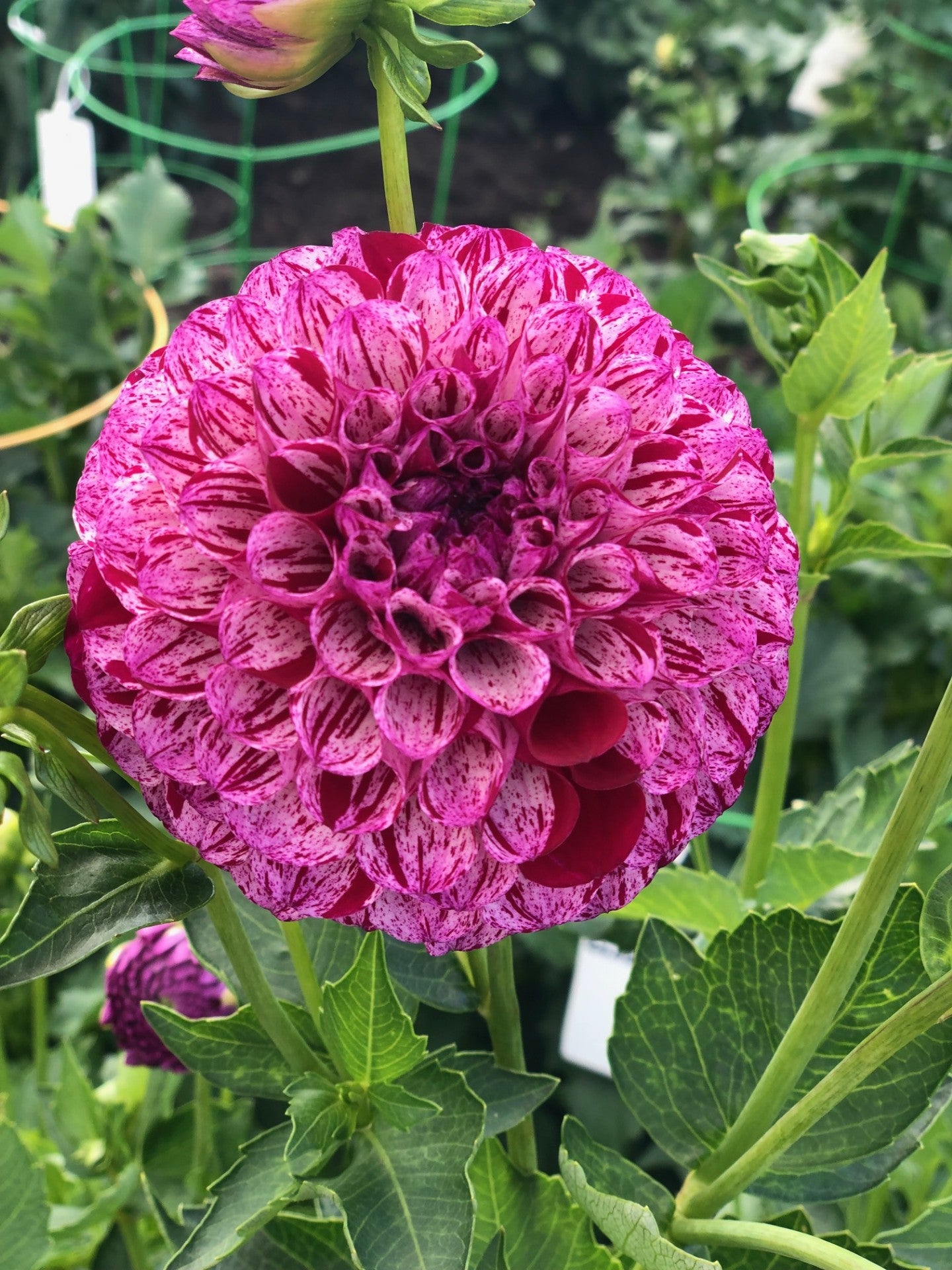 AC White Rabbit - Small