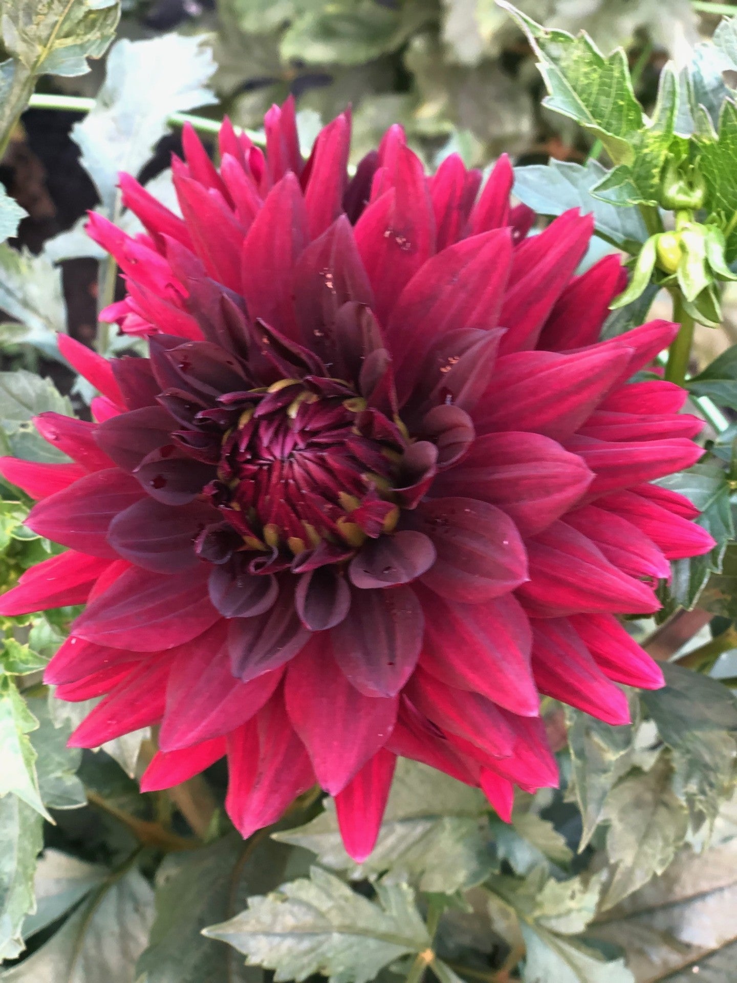 Holly Hill Black Magic - Small