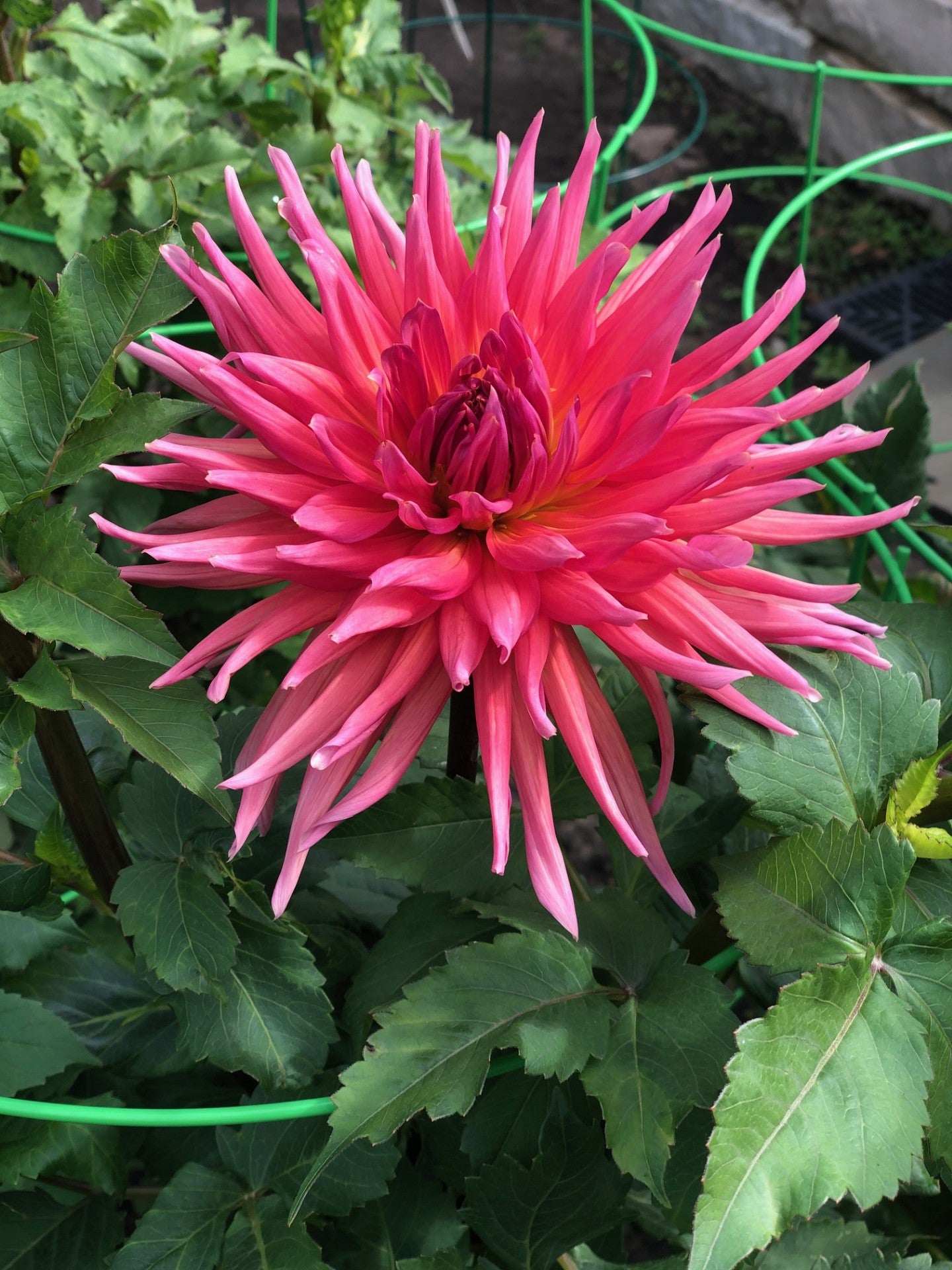 Holly Hill Electra - Large