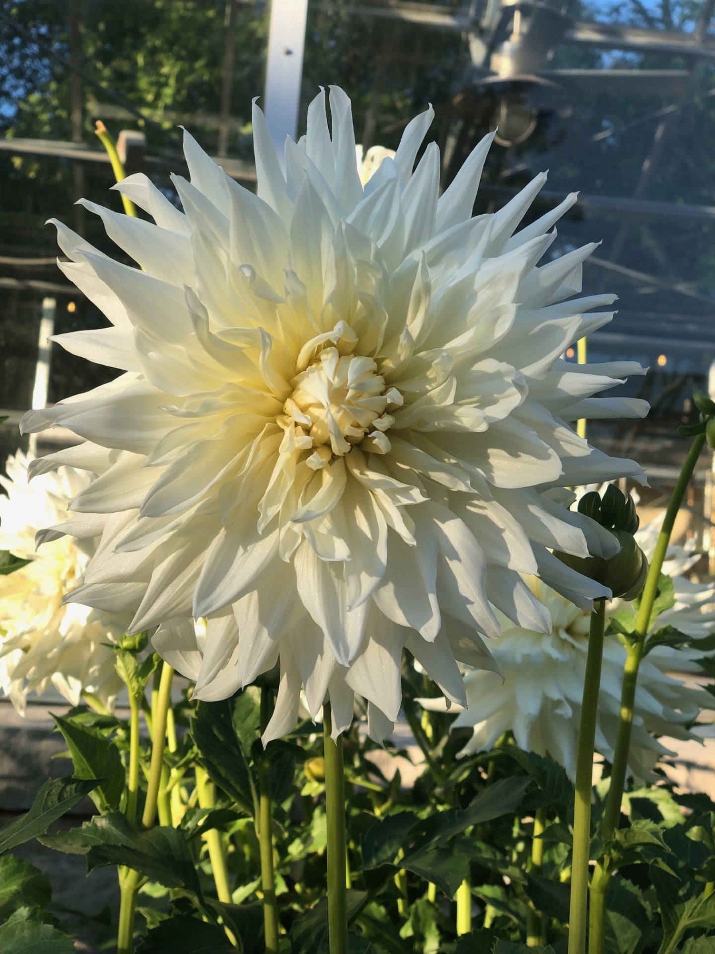 KA's Kahleesi - Giant