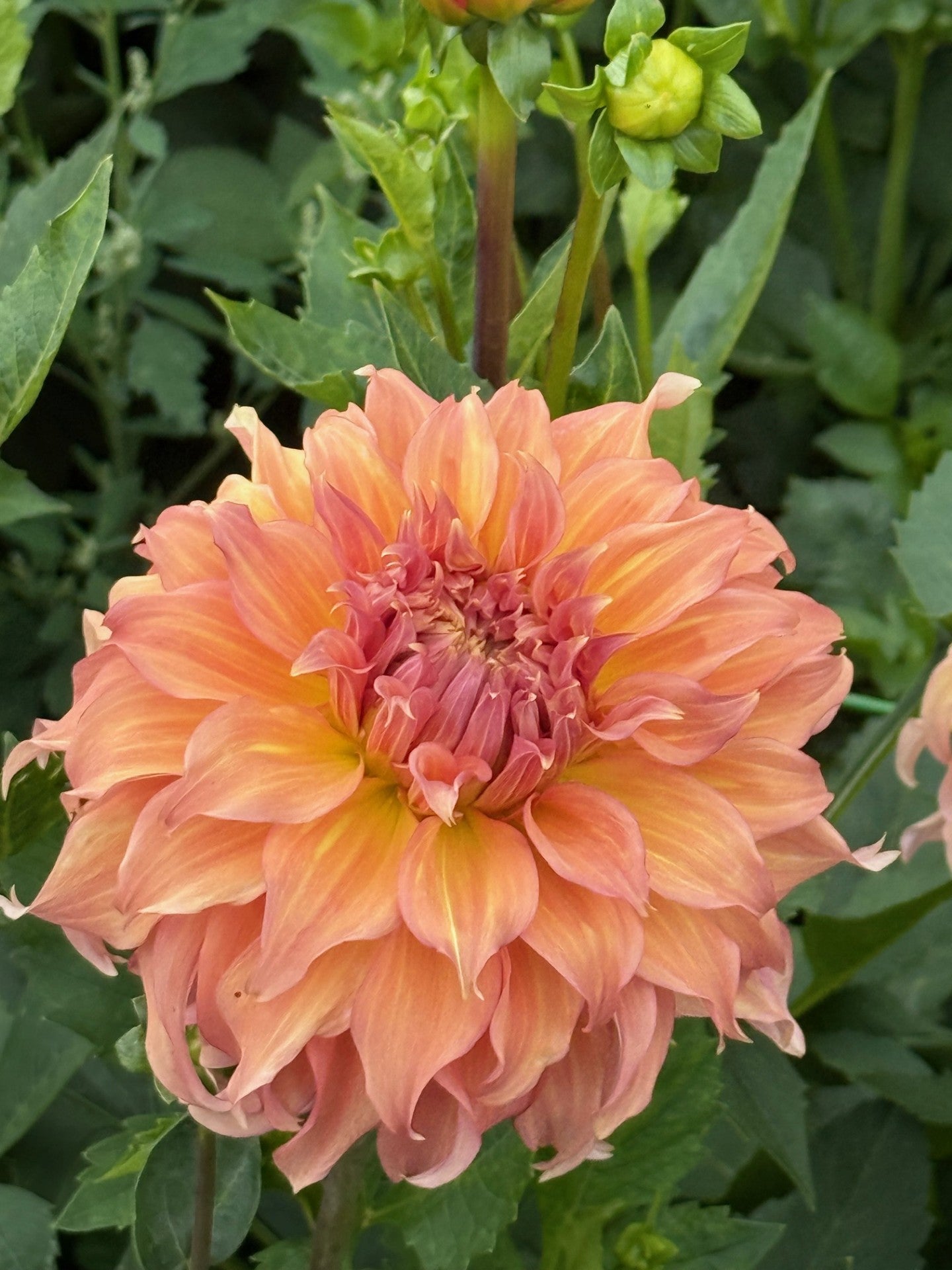 Summer Rain - Medium