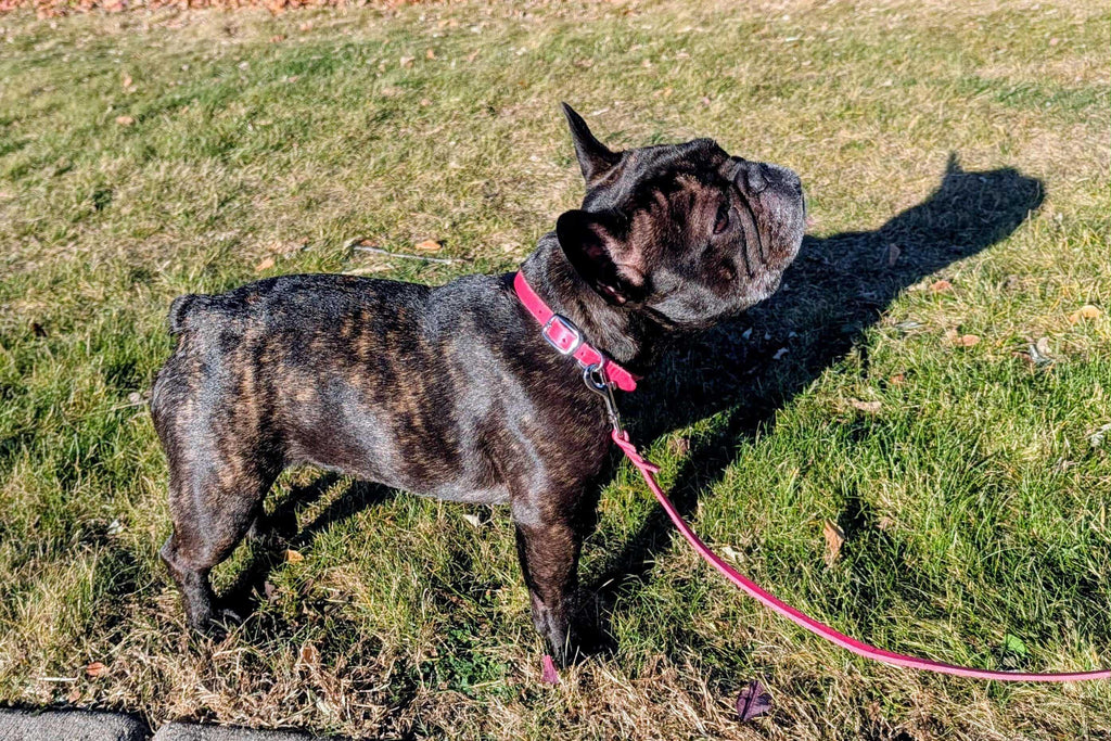 Leather Dog Collar with Buckle - Durable Full-Grain Leather in Cactus Flower Pink on a brindle French Bulldog. Ideal for stylish, secure pet walks.